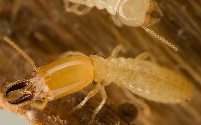 termites eating wood