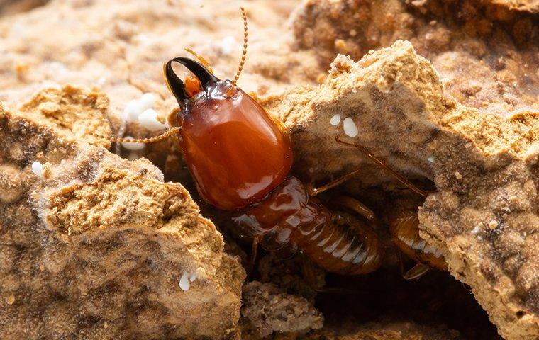 a termite crawling on damaged wood