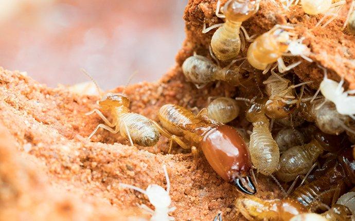 termites eating wood