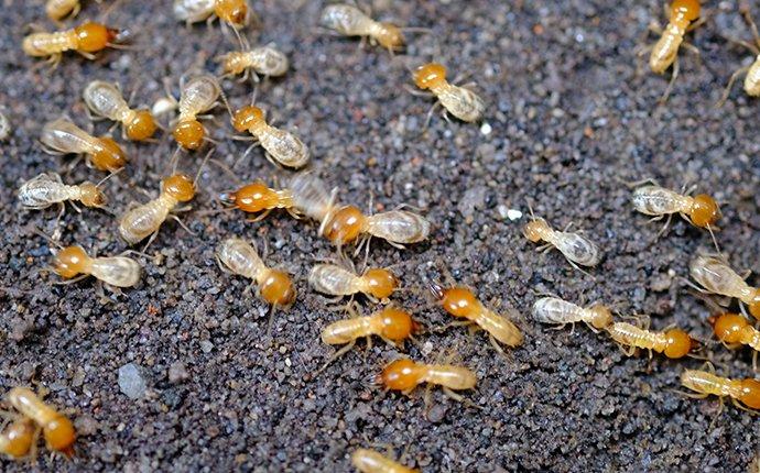 termite infestation in a home