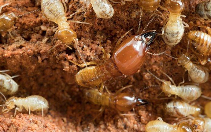 termite colony