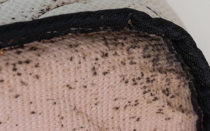 bed bugs on the edge of a mattress