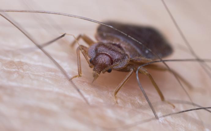 a bed bug up close in williston sc