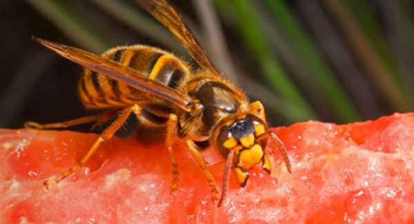 Protect Your Property From Stinging Insects a buzzing wasps infesting food on an new england property