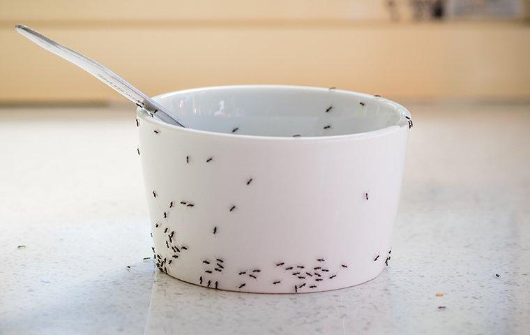 an ant infestation and pest problem in a kitchen