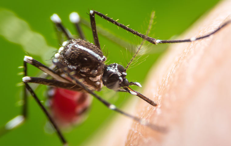 a mosquito biting human skin
