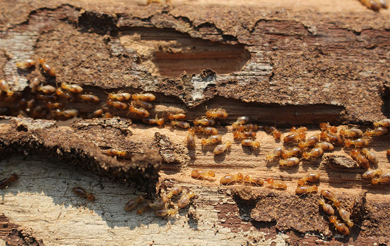 a termite colony in a piece of structural wood