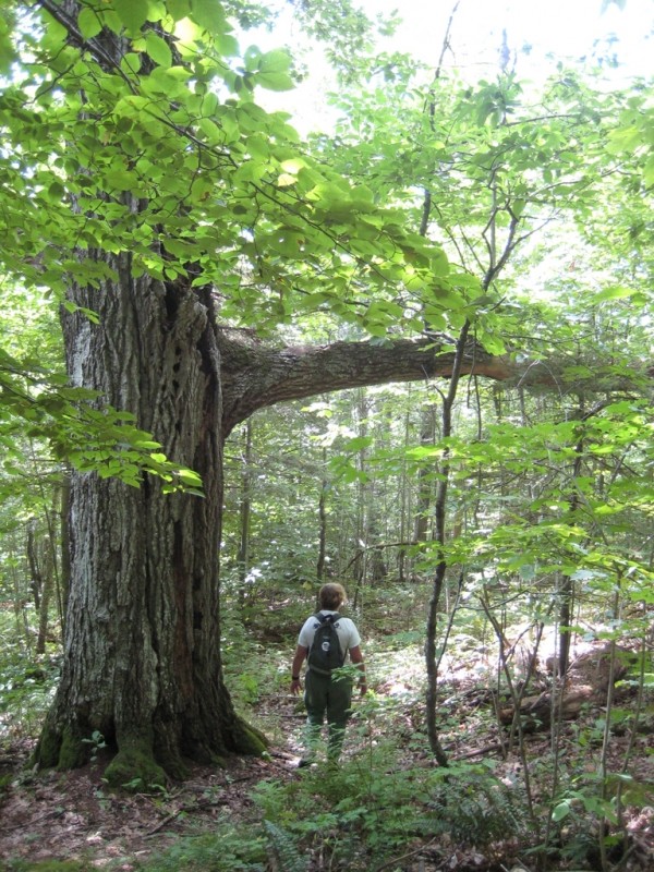 Highland Path Frye Mountain Maine Trail Finder