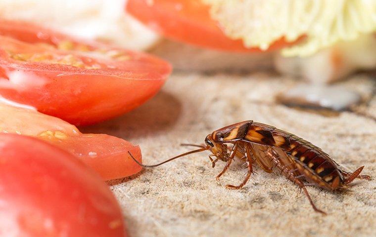 a cockroach crawling in jitchen near food