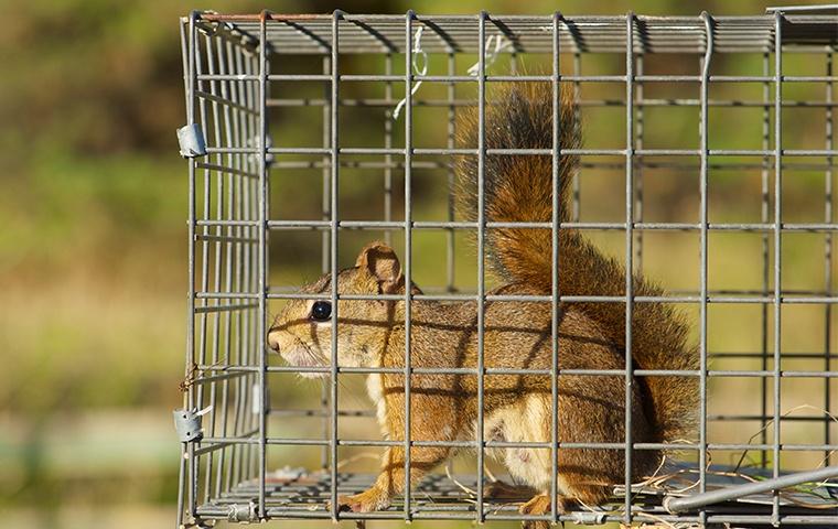 a squirrel in a live trap