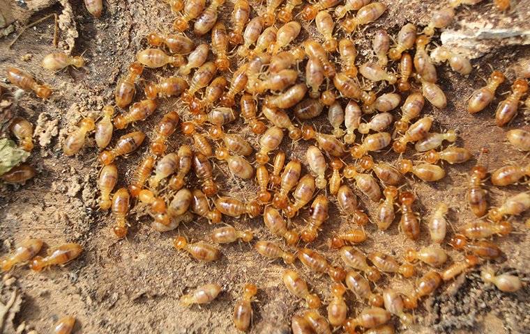 termites eating wood