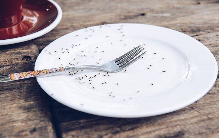 ants crawling on plate with for on it