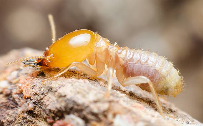 big termite up close
