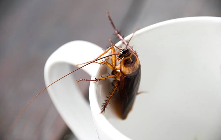 close up of american cockroach