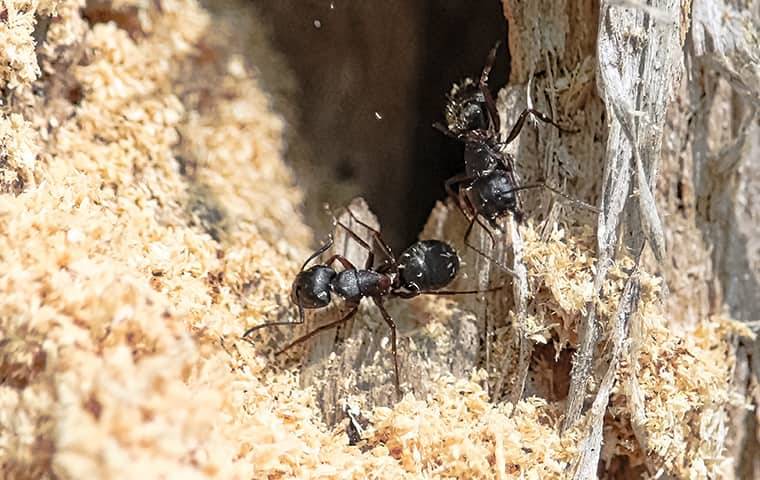 close up of ants
