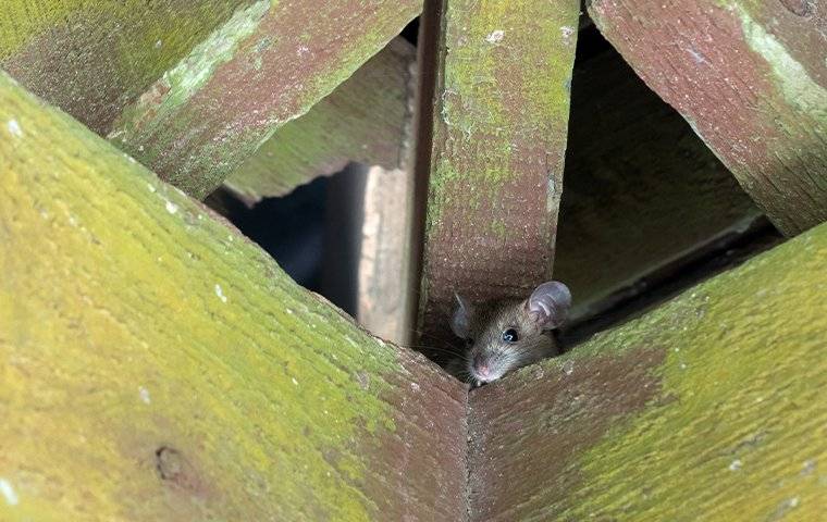 Black rat in rafters