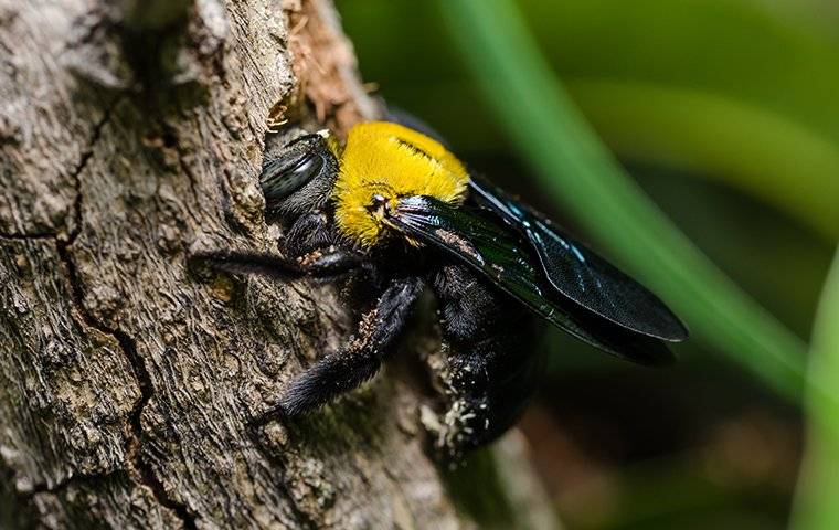 carpenter bee on the side of a tree