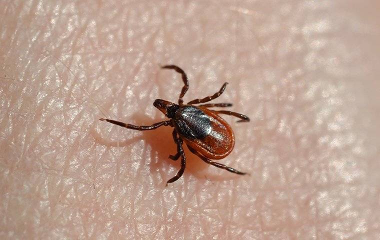 a deer tick crawling on a human hand