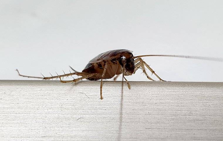 a german cockroach crawling on a kitchen counter