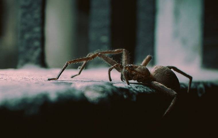 up close image of a house spider crawling inside a home