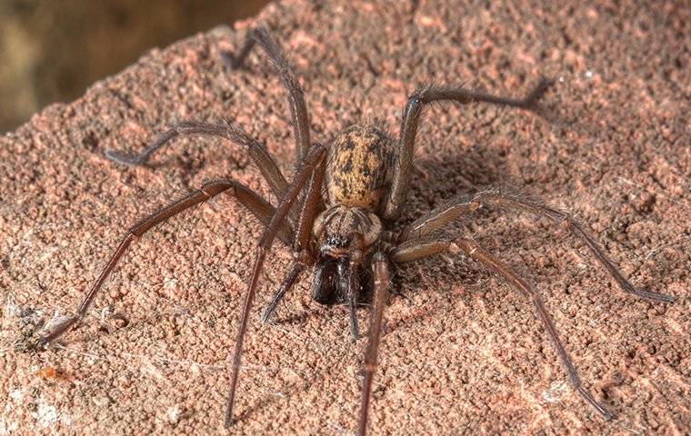 house spider on a rock