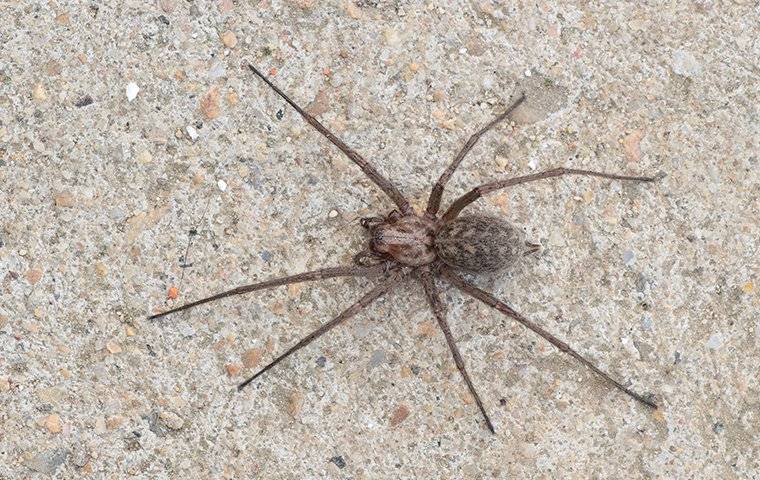 a house spider crawling on the floor