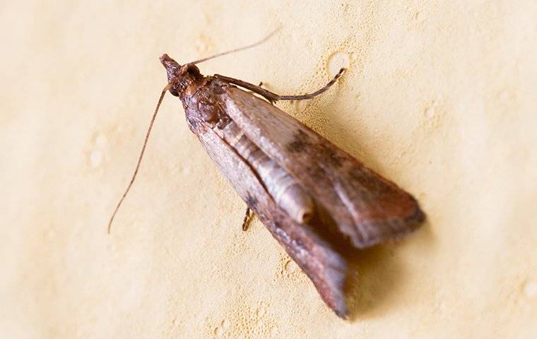 indian meal moth crawling in pantry