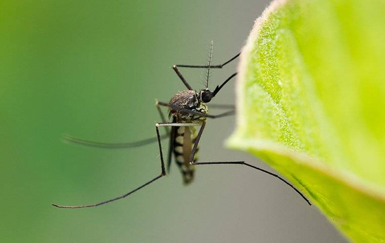 mosquito on a leaf