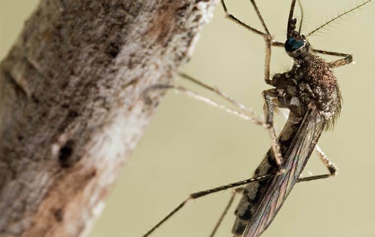 mosquito on a wood twig