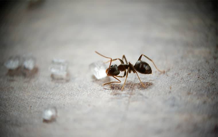 odorous-house-ant