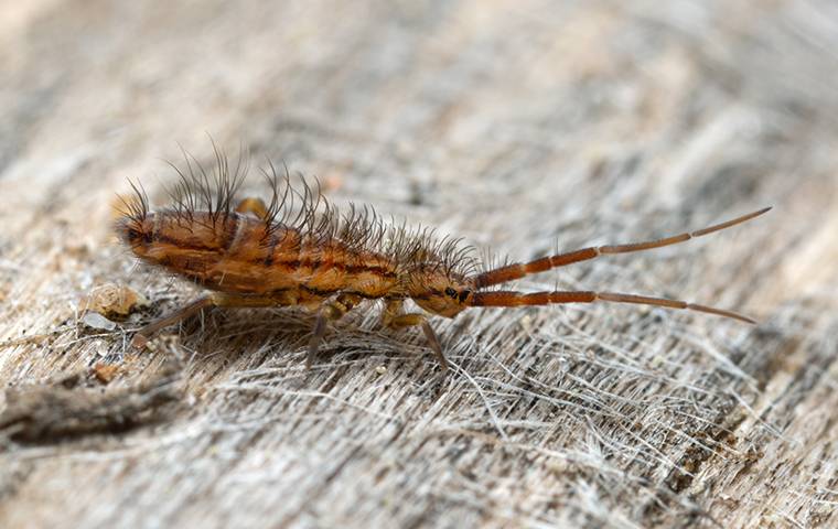 springtail on fibers