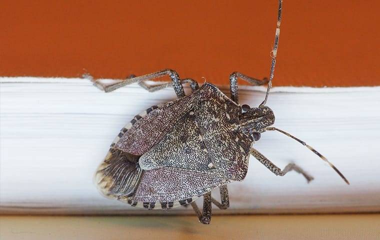 up close image of stink bug on a wall