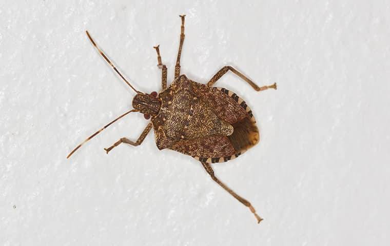 close up of stink bug