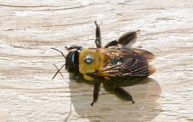 carpenter bee on wood