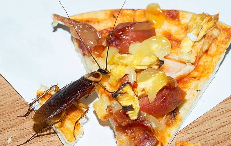 cockroach in kitchen