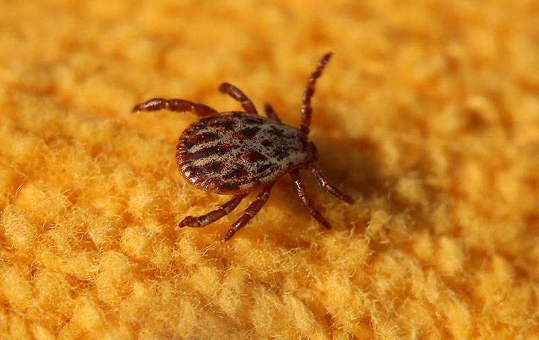 tick on a rug