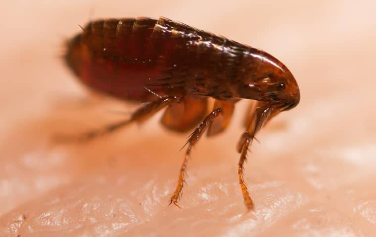 a flea on human skin