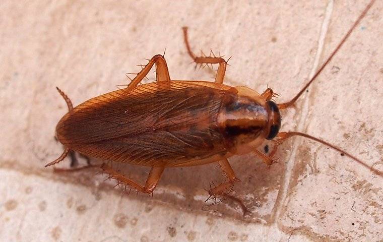 german cockroach on kitchen counter