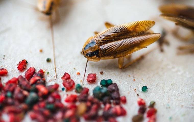 a german cockroach in a kitchen