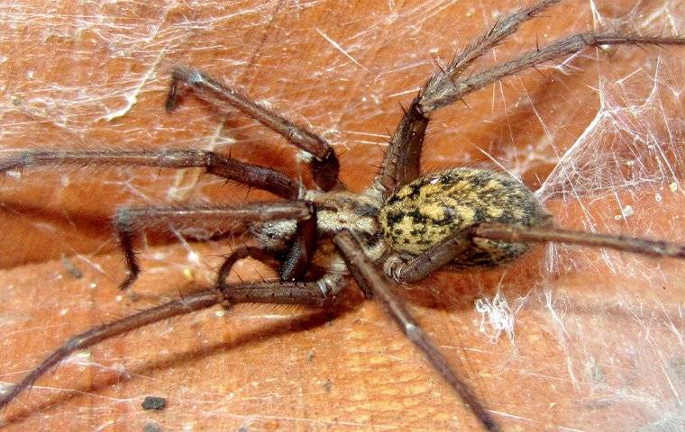 a spider in its web