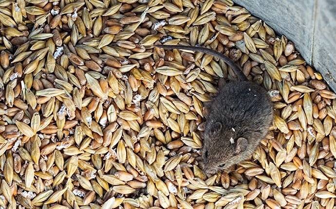 house mouse crawling in grains