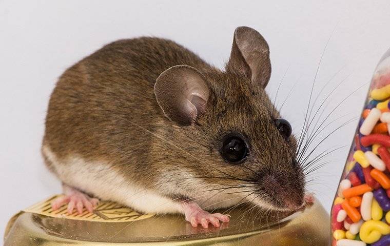 house mouse in pantry