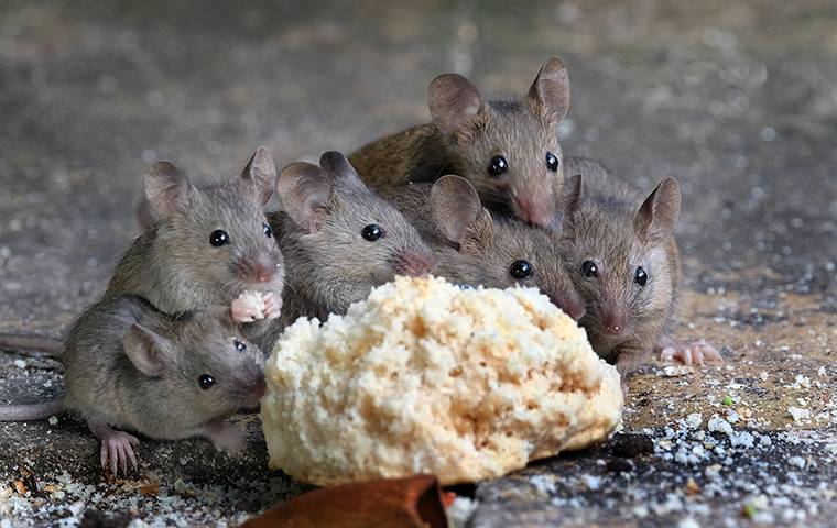 mice eating a biscuit