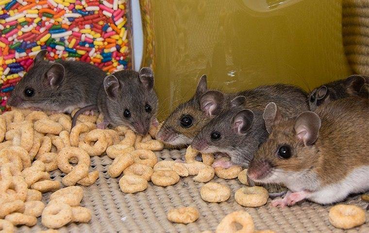 mice in pantry eating cereal