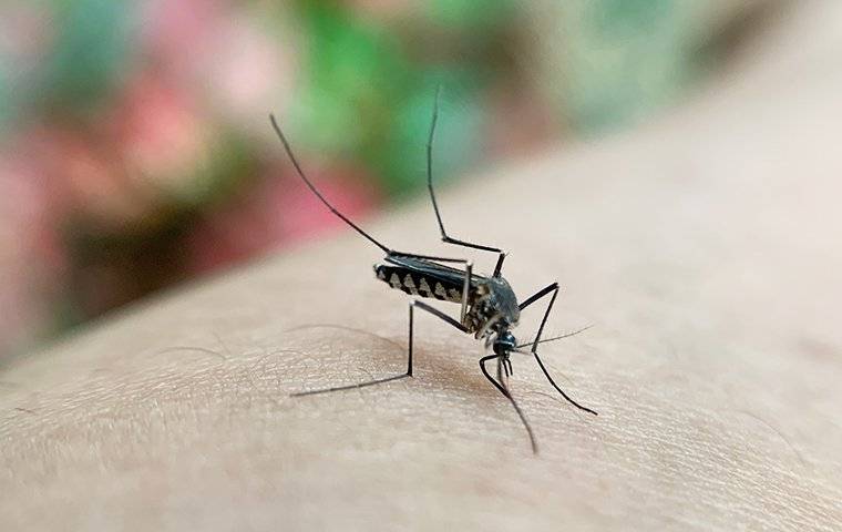a person being bitten by a mosquito