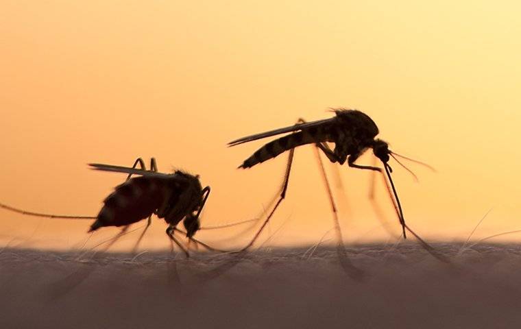 two mosquitoes biting a persons arm