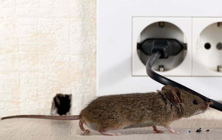 mouse on floor