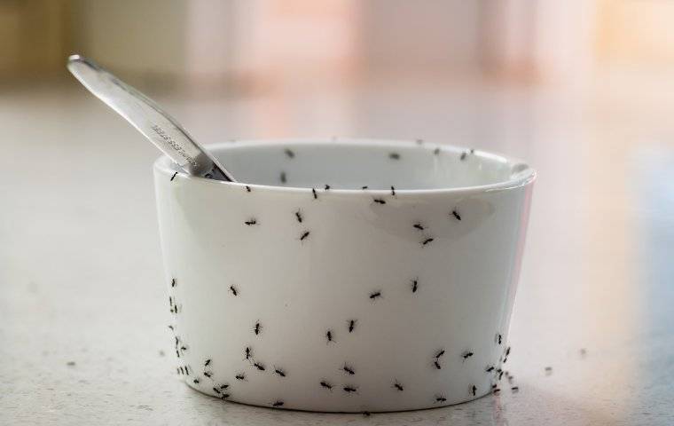 ants on a bowl in a kitchen
