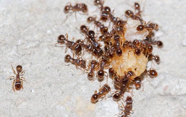 an ant infestation in downington pa