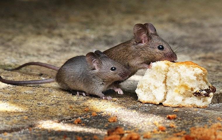 rodents eating a biscuit on the ground